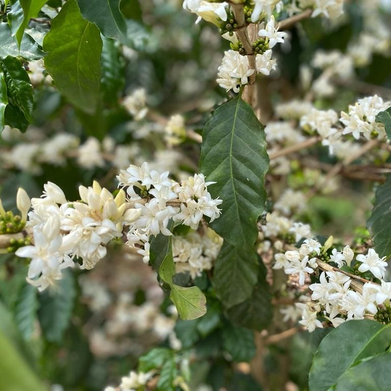 coffe plant