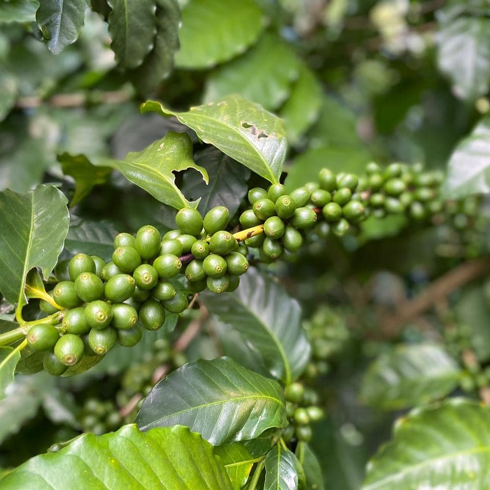 coffee flower